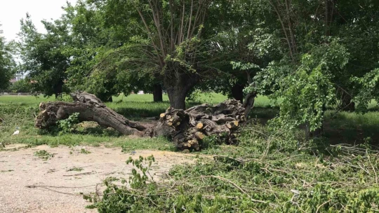 Asırlık dut ağacı ortadan ikiye ayrılıp devrildi