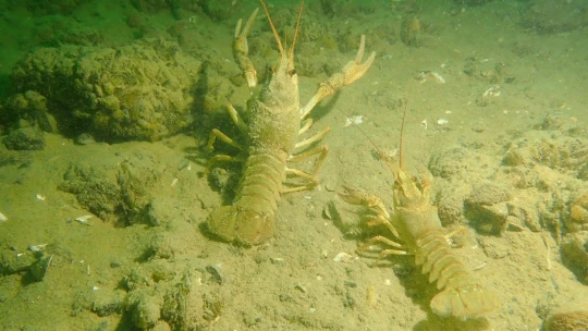 Yarımada Konumundaki Elazığ, Sualtı Flora Ve Faunasıyla Dikkat Çekiyor