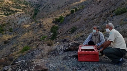 Elazığ'da 850 keklik doğaya salındı