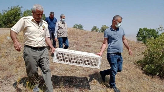 Elazığ'da 850 keklik doğaya salındı
