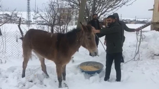 Ayağı kırılan katıra vatandaşlar sahip çıktı