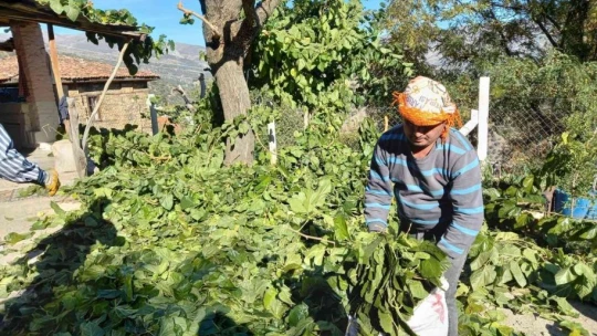 Aydın'ın dut yaprağı Elazığ'a gidiyor