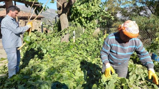 Aydın'ın dut yaprağı Elazığ'a gidiyor