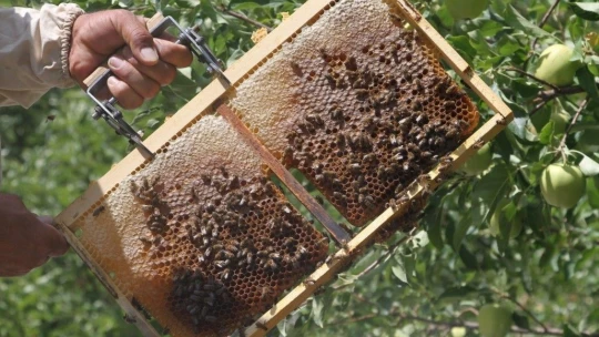 Ayılar balını yiyince çareyi 3,5 metrelik iskele kurmakta buldu