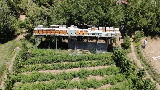 Ayılar balını yiyince çareyi 3,5 metrelik iskele kurmakta buldu