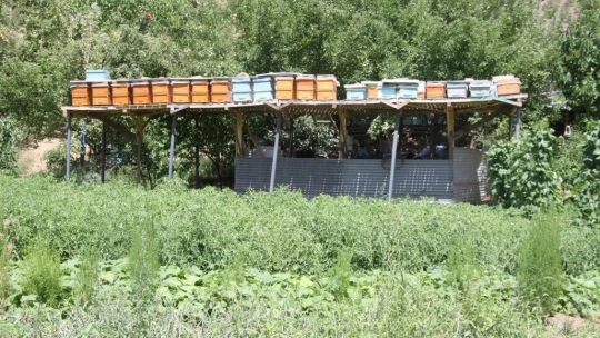 Ayılar balını yiyince çareyi 3,5 metrelik iskele kurmakta buldu
