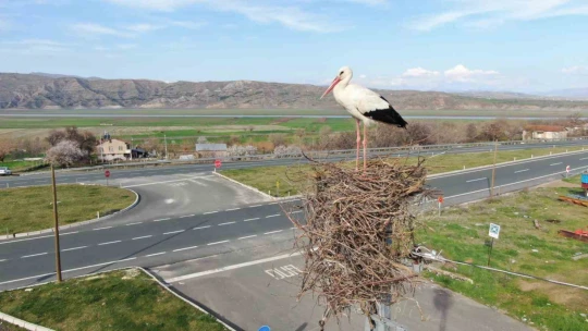 Baharın müjdecisi leylekler yuvalarına döndü