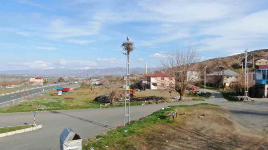 Baharın müjdecisi leylekler yuvalarına döndü