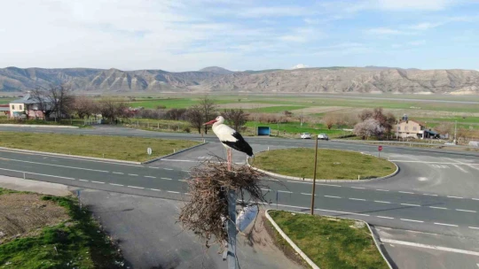 Baharın müjdecisi leylekler yuvalarına döndü