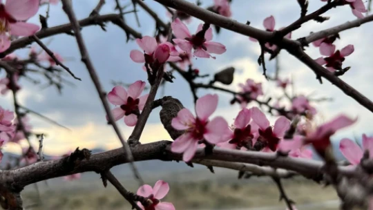 Baharla birlikte çiçek açan bademler, çiftçileri kara kara düşündürüyor