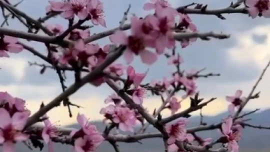 Baharla birlikte çiçek açan bademler, çiftçileri kara kara düşündürüyor