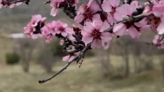 Baharla birlikte çiçek açan bademler, çiftçileri kara kara düşündürüyor