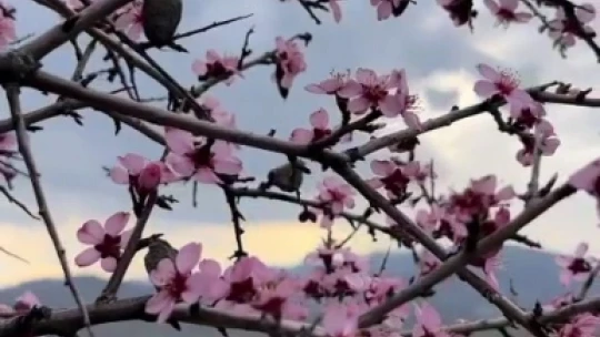Baharla birlikte çiçek açan bademler, çiftçileri kara kara düşündürüyor