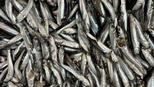 Balıkçı tezgahlarında çeşit arttı, fiyat düştü