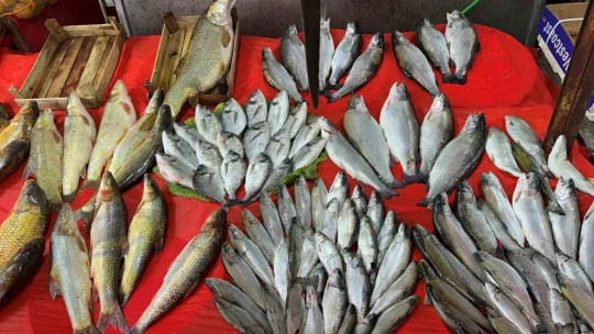 Balıkçı tezgahlarında çeşit arttı, fiyat düştü