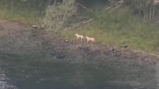 Baraj gölünde mahsur kalan köpekleri vatandaş kurtardı