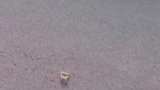 Baraj gölünde mahsur kalan köpekleri vatandaş kurtardı