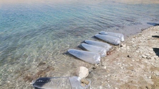 Baskil'de 300 bin sazan baraj gölüne bırakıldı