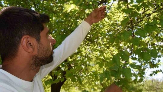 Baskil'de kayısı ağaçları boş kaldı, rekolte yüzde 80 düştü