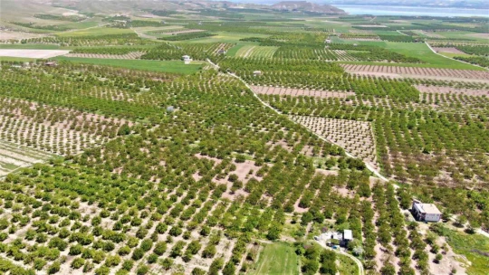 Baskil'de kayısı ağaçları boş kaldı, rekolte yüzde 80 düştü
