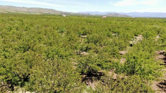 Baskil'de kayısı ağaçları boş kaldı, rekolte yüzde 80 düştü
