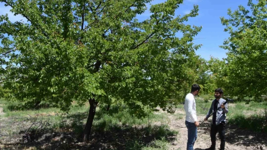 Baskil'de kayısı ağaçları boş kaldı, rekolte yüzde 80 düştü