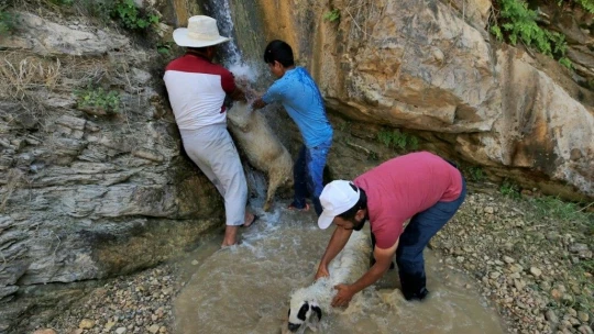 Keban'da Sıcaktan Bunalan Kuzulara Şelale Banyosu
