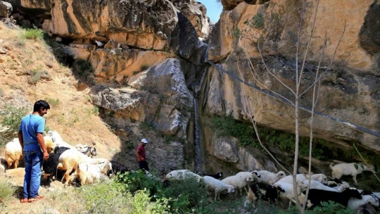 Keban'da Sıcaktan Bunalan Kuzulara Şelale Banyosu