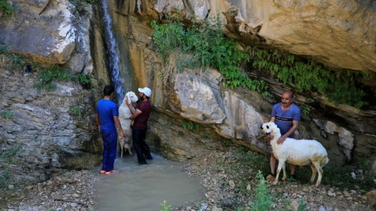 Keban'da Sıcaktan Bunalan Kuzulara Şelale Banyosu