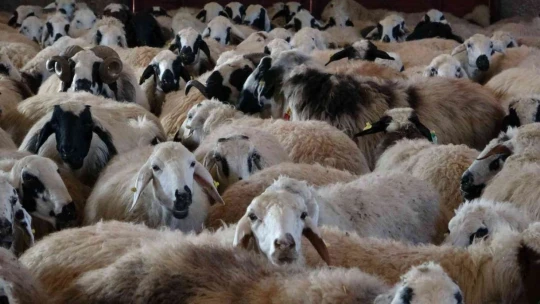 Besiciler 20 bin liraya çoban bulamıyor