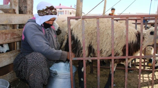 Besicilerin koyun kırkma mesaisi başladı