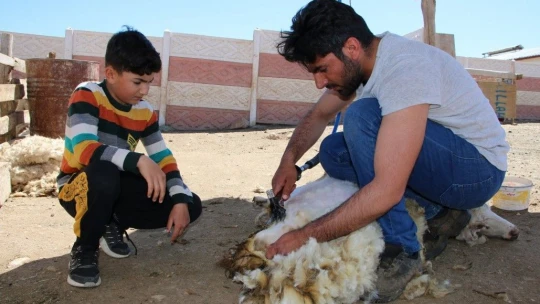 Besicilerin koyun kırkma mesaisi başladı