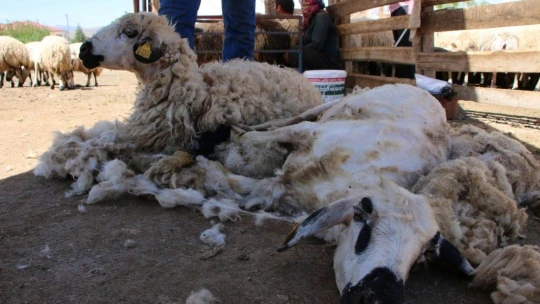 Besicilerin koyun kırkma mesaisi başladı