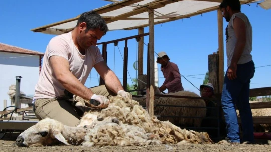 Besicilerin koyun kırkma mesaisi başladı