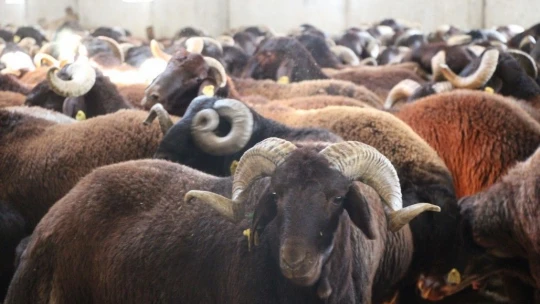 Bingöl'de 139 üreticiye 516 adet damızlık koç ve teke dağıtıldı