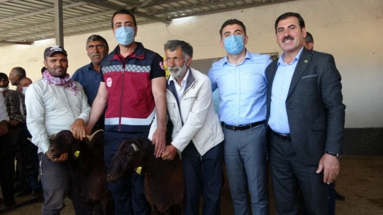 Bingöl'de 139 üreticiye 516 adet damızlık koç ve teke dağıtıldı