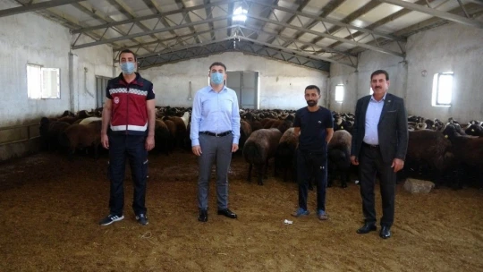 Bingöl'de 139 üreticiye 516 adet damızlık koç ve teke dağıtıldı