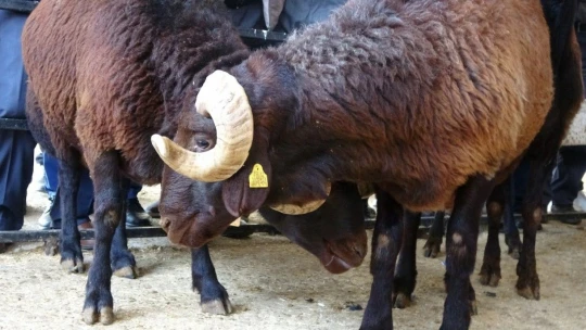 Bingöl'de 139 üreticiye 516 adet damızlık koç ve teke dağıtıldı