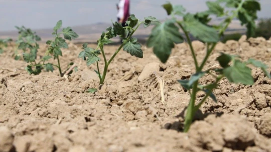 Elazığ'dan Rusya'ya Domates Fidesi