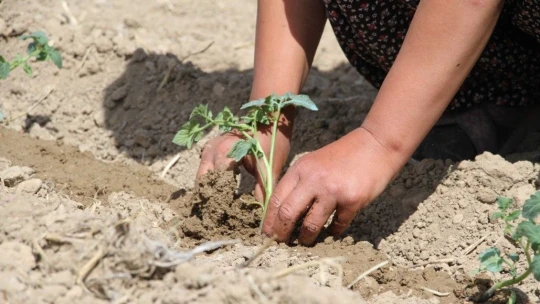 Elazığ'dan Rusya'ya Domates Fidesi
