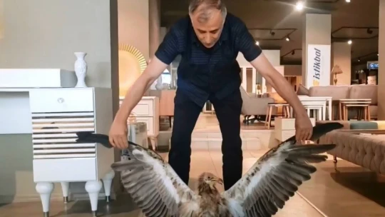 Bitkin halde bulunan kızıl akbaba, ekiplere teslim edildi