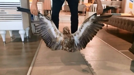 Bitkin halde bulunan kızıl akbaba, ekiplere teslim edildi