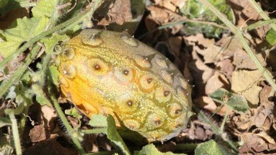 Bölgede ilki başardı, tropik Afrika meyvesi olan Kivano'yu yetiştirdi, bir kökte 50 adet ürün elde etti