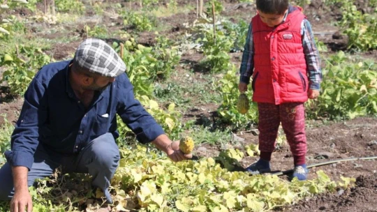 Bölgede ilki başardı, tropik Afrika meyvesi olan Kivano'yu yetiştirdi, bir kökte 50 adet ürün elde etti