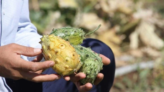 Bölgede ilki başardı, tropik Afrika meyvesi olan Kivano'yu yetiştirdi, bir kökte 50 adet ürün elde etti