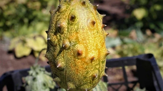 Bölgede ilki başardı, tropik Afrika meyvesi olan Kivano'yu yetiştirdi, bir kökte 50 adet ürün elde etti