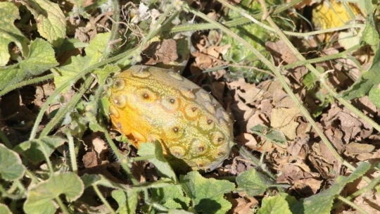 Bölgede ilki başardı, tropik Afrika meyvesi olan Kivano'yu yetiştirdi, bir kökte 50 adet ürün elde etti