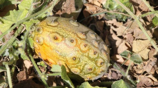Bölgede ilki başardı, tropik Afrika meyvesi olan Kivano'yu yetiştirdi, bir kökte 50 adet ürün elde etti