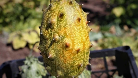 Bölgede ilki başardı, tropik Afrika meyvesi olan Kivano'yu yetiştirdi, bir kökte 50 adet ürün elde etti