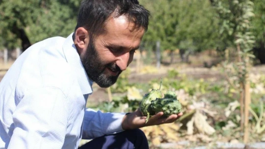 Bölgede ilki başardı, tropik Afrika meyvesi olan Kivano'yu yetiştirdi, bir kökte 50 adet ürün elde etti